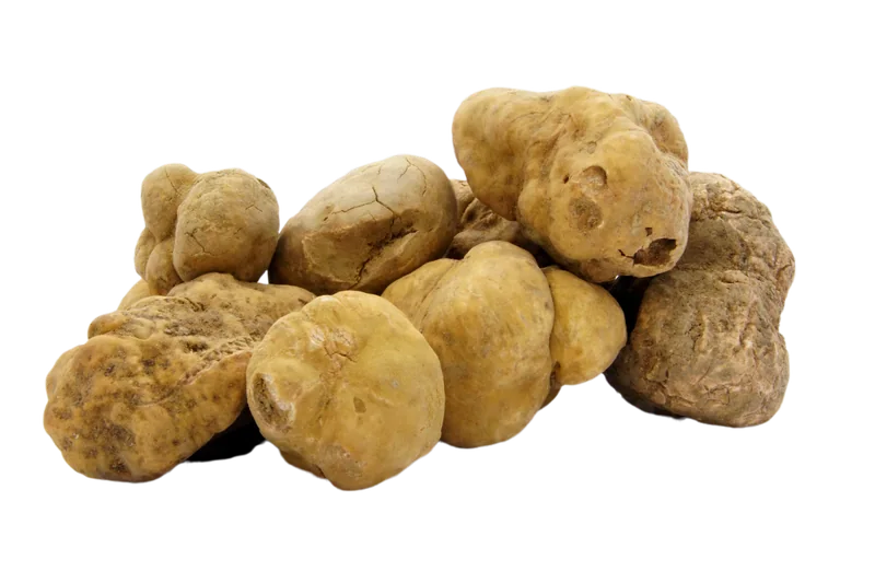 Precious white truffle